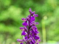 Kleines Knabenkraut Orchidee auf Wiese - Rothsee